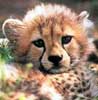 Baby Cheetahs make for Good Fur!